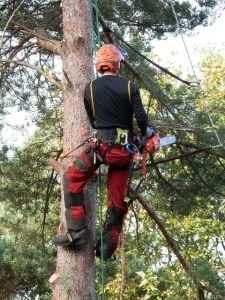 person tree trimming