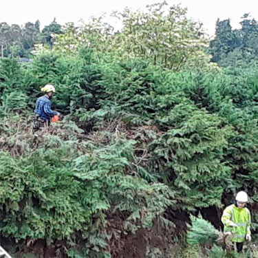 brush removal service