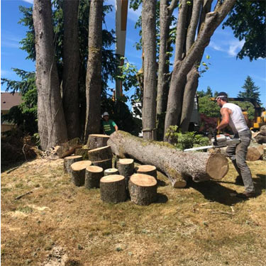 Tree removal service