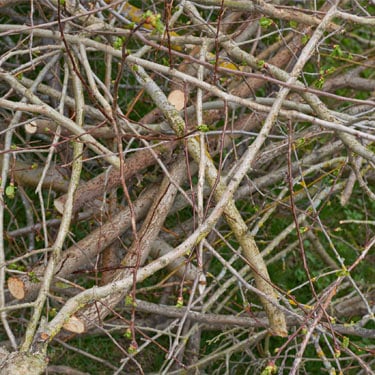 branch-pile