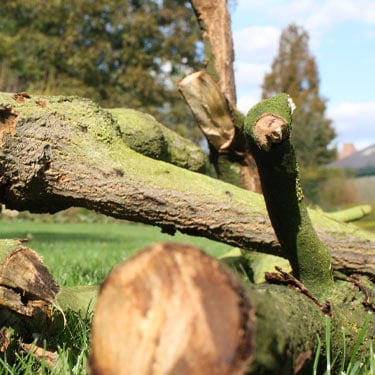 fallen-branches