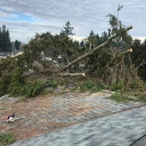 fallen tree on house