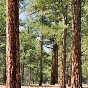 pine-trees-small-300x pine trees standing
