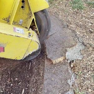 stump-grinding-small-300x removing stump with grinder