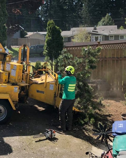 brush-removal-wood-chipper-vertical Green Leaf Tree Service crew clearing brush and tree debris