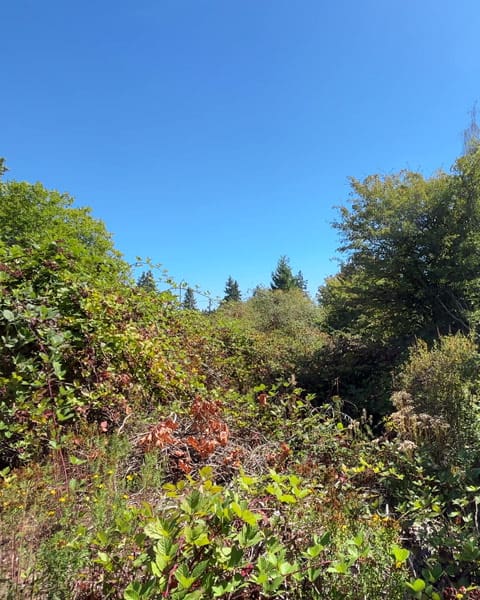 overgrown-brush Green Leaf Tree Service removes overgrown brush