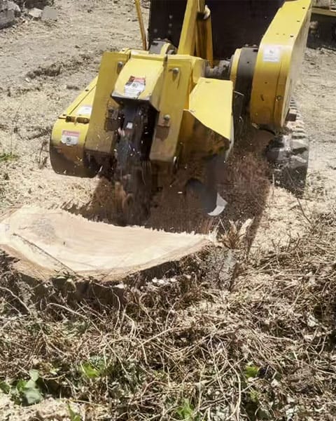 stump-grinding-vertical Stump grinder removing a tree stump from a residential property