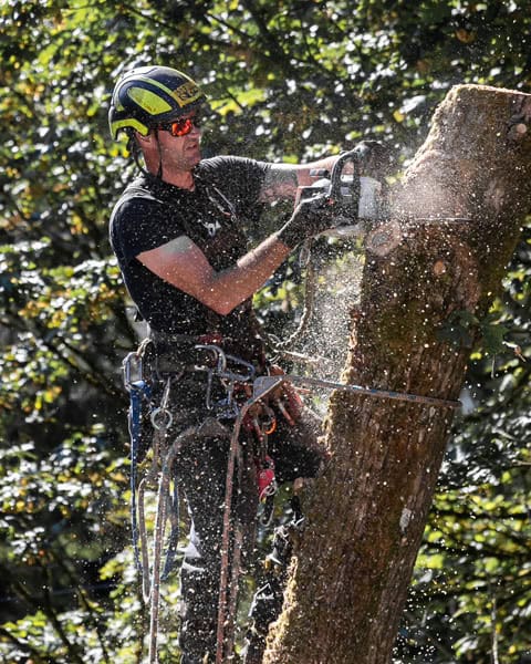 tree-removal-vertical Green Leaf Tree Service crew removing a large tree