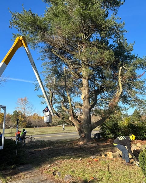 tree-trimming-vertical-b Green Leaf Tree Service crew trimming an overgrown tree
