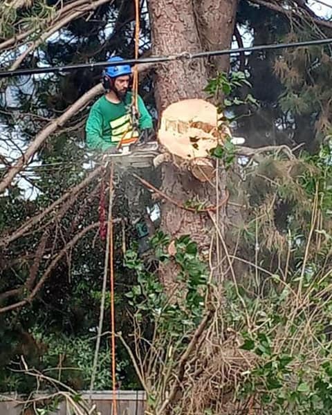 tree-trimming-vertical Green Leaf Tree Service crew trimming a mature tree